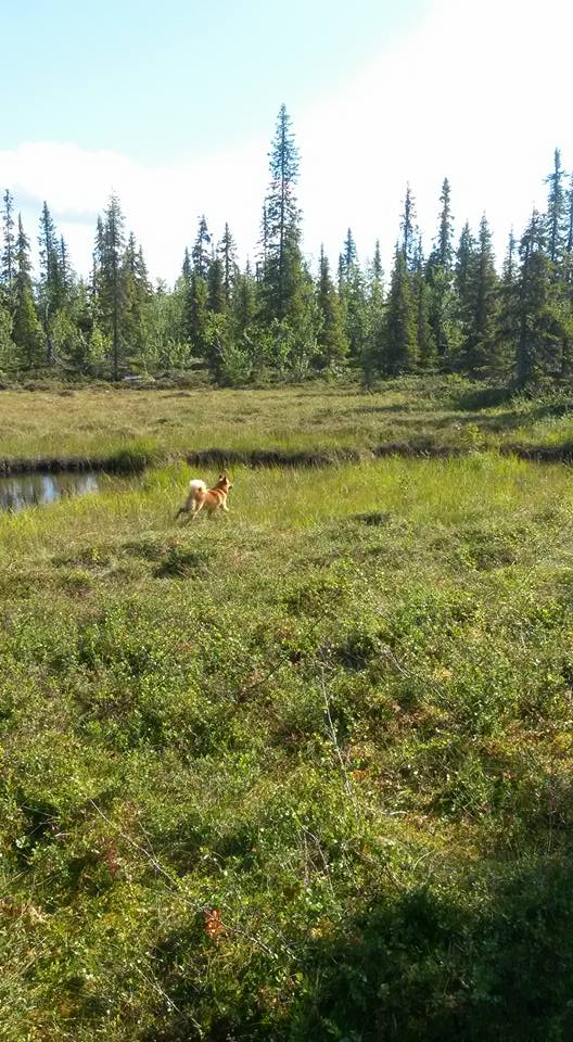 11902247_10152943936846876_150020667698818284_n