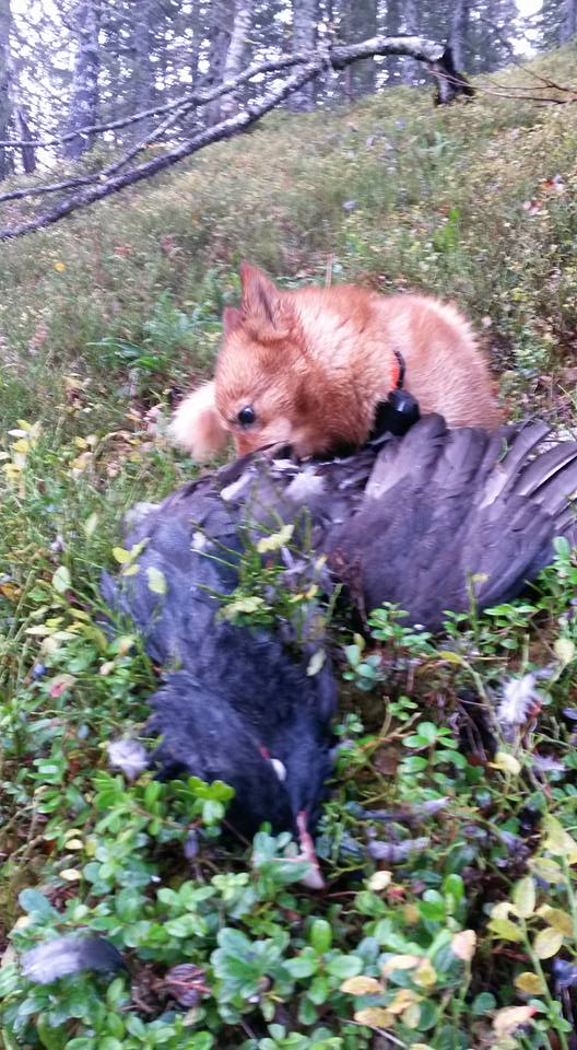 12144788_10153036016006876_4164161553325102270_n