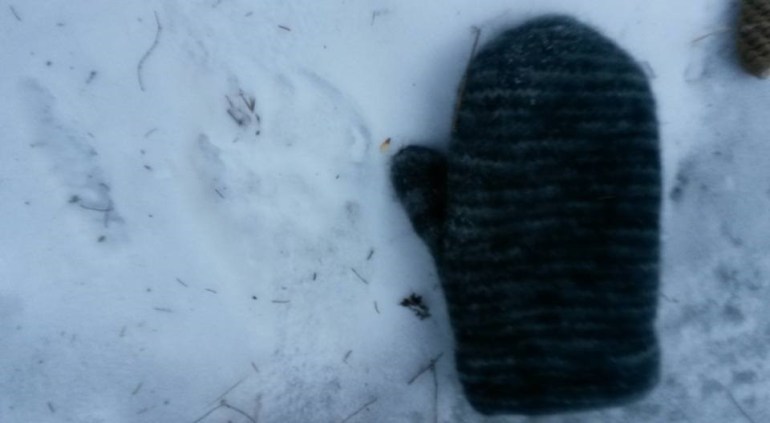 12540850_10153174744691876_4778377952512885874_n