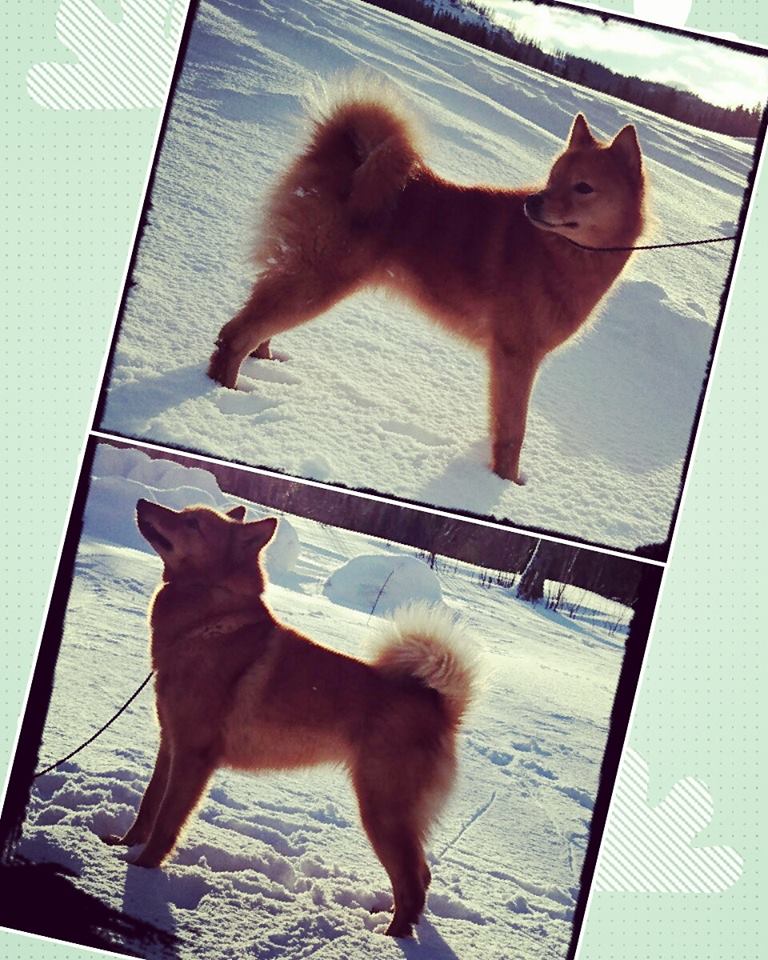 12705500_10153240362436876_8953177279319041240_n