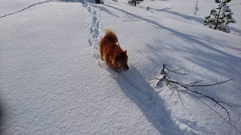 12801575_10153308844506876_1412852322834113979_n