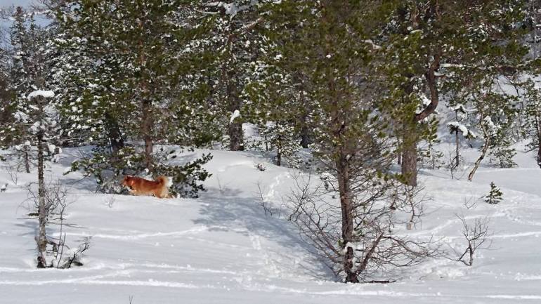 1382999_10153311554766876_3797069766600633441_n