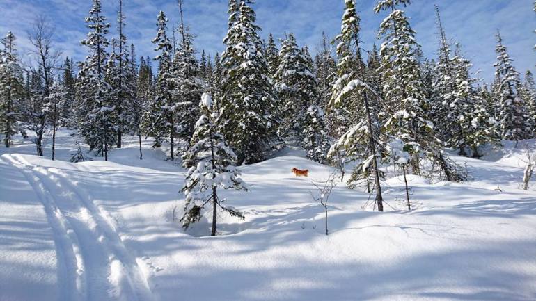 1936983_10153311555171876_3473710487922286227_n