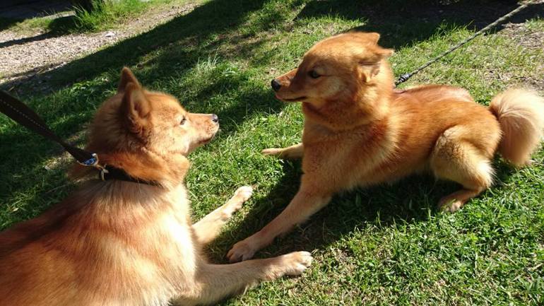 13413654_10153474194366876_6164607537982228593_n