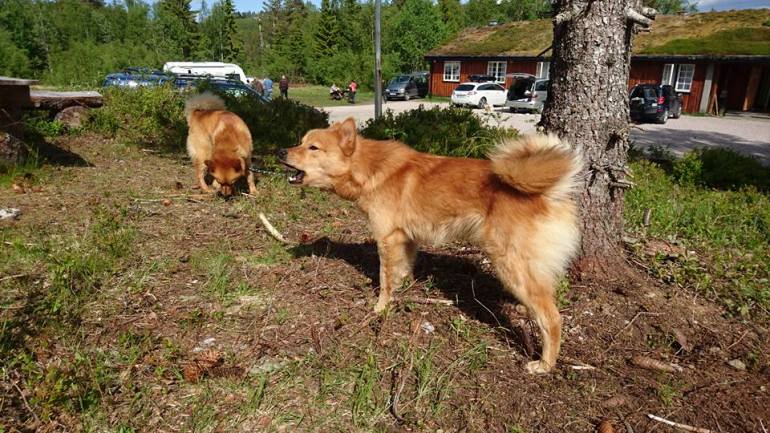 13423986_10153474193546876_4376938291859636934_n