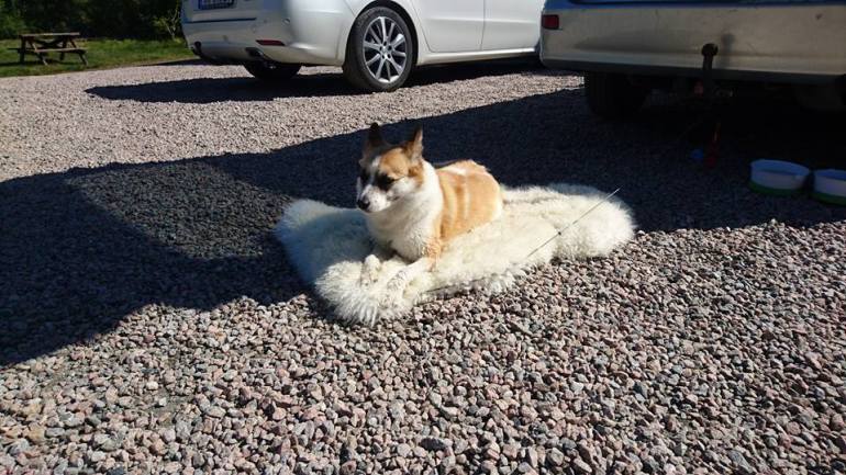 13427933_10153474194461876_1748609613619008932_n