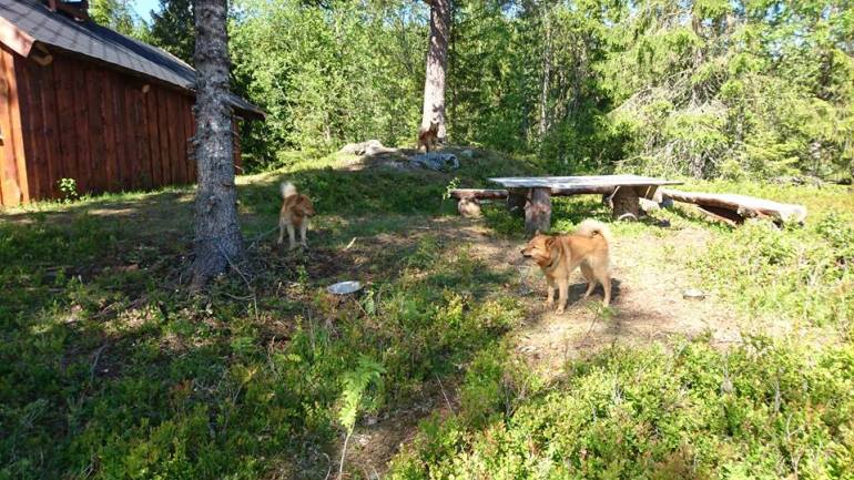 13428446_10153474194751876_926126441920466489_n