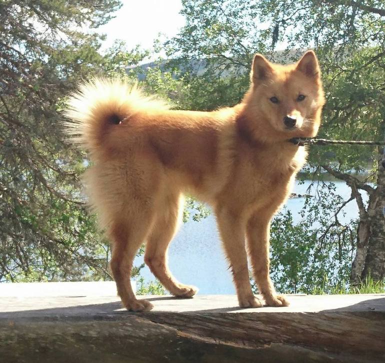 13445519_10153474194251876_3438350894261204862_n