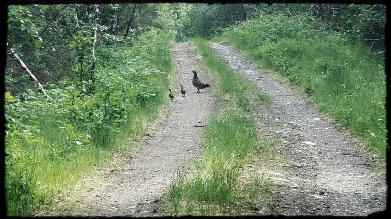 13510758_10153515181991876_3547822804137480177_n