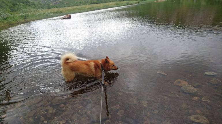 13592585_10153522802221876_1875573927720262124_n