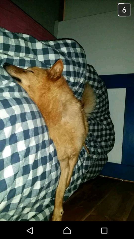 14232658_10153678617581876_5886028264562981725_n