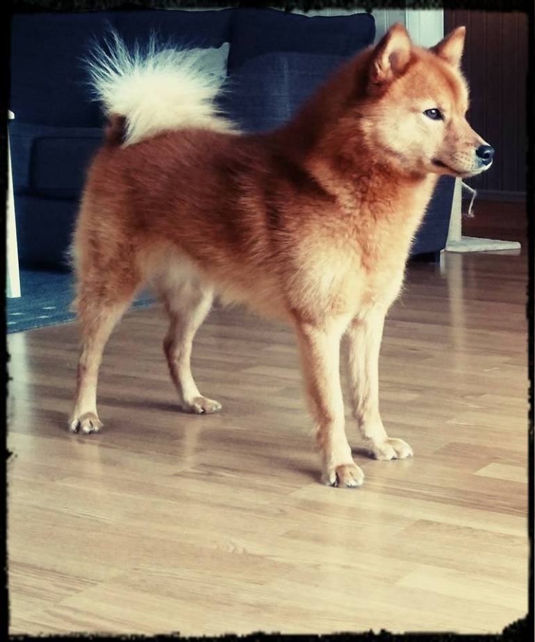 17626643_867873780019605_3109048425720560586_n