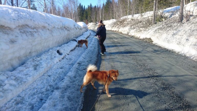 18209156_10154296684266876_6550757478189647336_o